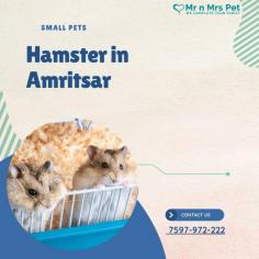Buy Healthy Hamsters for sale in Amritsar at Affordable Prices. They are adorable and loving animals that are easy to maintain and handle. Buy, Sell and Adopt Hamsters online near you, like Syrian, Winter White, Roborovski, Chinese, and other Dwarf Hamsters in Amritsar.
Visit Site : https://www.mrnmrspet.com/small-pets/hamsters-pair-for-sale/amritsar
