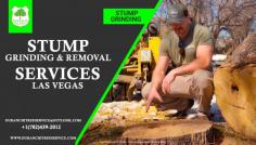 Stump Grinding & Removal Services Las Vegas

Duranchi Tree Service is Las Vegas's Trusted stump removal and grinding company. They are experts at safely and efficiently removing stumps to improve the beauty and safety of your property.