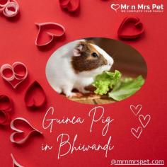Buy Guinea Pigs for sale in Bhiwandi. Buy, Sell and Adopt Guinea Pigs Online like Abyssinian, American, Peruvian, Himalayan, Texel, Rex, Sheba, Silkie, and other Teddy Guinea Pigs Online in Bhiwandi at Affordable Prices. They are adorable and loving animals that are easy to maintain and handle.
Visit Site : https://www.mrnmrspet.com/small-pets/guinea-pigs-pair-for-sale/bhiwandi