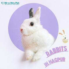 Buy Healthy Rabbits for sale in Nagpur at Affordable Prices. They are adorable and loving animals that are easy to maintain and handle. Buy, Sell and Adopt Rabbits online near you, like American, Dutch, Holland lop, Netherland Dwarf, Mini Lop, and other Angora Rabbits in Nagpur.
Visit Site : https://www.mrnmrspet.com/small-pets/rabbits-pair-for-sale/nagpur