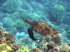 The Gold Coast, renowned for its sun-kissed beaches and azure waters, offers a unique opportunity for nature enthusiasts and adventure seekers alike – snorkeling with turtles. In this comprehensive guide, we delve into the best spots, tips, and experiences to make your snorkeling adventure an unforgettable encounter with these magnificent sea creatures.

https://qr.ae/pKEaSh