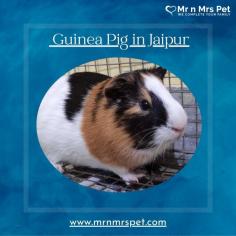 Buy Guinea Pigs for sale in Jaipur. Buy, Sell and Adopt Guinea Pigs Online like Abyssinian, American, Peruvian, Himalayan, Texel, Rex, Sheba, Silkie, and other Teddy Guinea Pigs Online in Jaipur at Affordable Prices. They are adorable and loving animals that are easy to maintain and handle.
Visit Site : https://www.mrnmrspet.com/small-pets/guinea-pigs-pair-for-sale/jaipur


