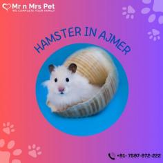 Buy Healthy Hamsters for sale in Ajmer at Affordable Prices. They are adorable and loving animals that are easy to maintain and handle. Buy, Sell and Adopt Hamsters online near you, like Syrian, Winter White, Roborovski, Chinese, and other Dwarf Hamsters in Ajmer.
Visit Site : https://www.mrnmrspet.com/small-pets/hamsters-pair-for-sale/Ajmer