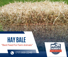 Keep Your Farm Animals Feed And Happy

Hay holds nutritional value that feed for sheep, horses and other farm animals. If you are interest in find the cheap hay bales in Myerstown, send us an email at sales@hubersanimalhealth.com for more details.
