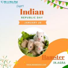 Buy Healthy Hamsters for sale in Agra at Affordable Prices. They are adorable and loving animals that are easy to maintain and handle. Buy, Sell and Adopt Hamsters online near you, like Syrian, Winter White, Roborovski, Chinese, and other Dwarf Hamsters in Agra.
Visit Site : https://www.mrnmrspet.com/small-pets/hamsters-pair-for-sale/agra