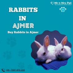 Buy Healthy Rabbits for sale in Ajmer at Affordable Prices. They are adorable and loving animals that are easy to maintain and handle. Buy, Sell and Adopt Rabbits online near you, like American, Dutch, Holland lop, Netherland Dwarf, Mini Lop, and other Angora Rabbits in Ajmer.
Visit Site : https://www.mrnmrspet.com/small-pets/rabbits-pair-for-sale/Ajmer