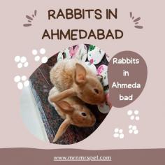 Buy Healthy Rabbits for sale in Ahmedabad at Affordable Prices. They are adorable and loving animals that are easy to maintain and handle. Buy, Sell and Adopt Rabbits online near you, like American, Dutch, Holland lop, Netherland Dwarf, Mini Lop, and other Angora Rabbits in Ahmedabad.
Visit Site : https://www.mrnmrspet.com/small-pets/rabbits-pair-for-sale/ahmedabad
