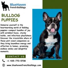 Immerse yourself in the heartwarming world of Bulldog puppies—compact bundles of joy with wrinkled faces, sturdy builds, and infectious playfulness. Discover the irresistible allure of these pint-sized companions as they bring boundless energy and affection to homes, promising endless smiles and delightful moments.
