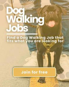 Book Best Dog Walking Service In Delhi at Affordable Price	

Book a highly-trained dog walker & Dog Walkers in Delhi. We connect Delhi’s best dog walkers & pet sitters near you, who offer insured and secured pet walking services.

View Site: https://www.mrnmrspet.com/dog-walking-in-delhi


