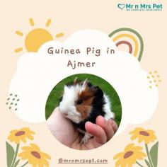 Buy Guinea Pigs for sale in Ajmer. Buy, Sell and Adopt Guinea Pigs Online like Abyssinian, American, Peruvian, Himalayan, Texel, Rex, Sheba, Silkie, and other Teddy Guinea Pigs Online in Ajmer at Affordable Prices. They are adorable and loving animals that are easy to maintain and handle
Visit Site : https://www.mrnmrspet.com/small-pets/guinea-pigs-pair-for-sale/Ajmer