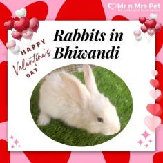Buy Healthy Rabbits for sale in Bhiwandi at Affordable Prices. They are adorable and loving animals that are easy to maintain and handle. Buy, Sell and Adopt Rabbits online near you, like American, Dutch, Holland lop, Netherland Dwarf, Mini Lop, and other Angora Rabbits in Bhiwandi.