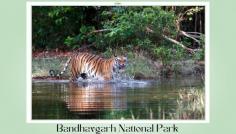 Explore wildlife! Book your outstation taxi from Khajuraho to Bandhavgarh National Park for an adventurous journey. 