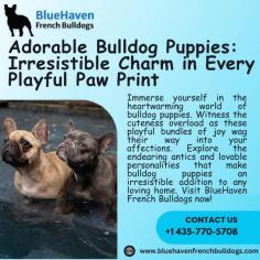 Immerse yourself in the heartwarming world of bulldog puppies. Witness the cuteness overload as these playful bundles of joy wag their way into your affections. Explore the endearing antics and lovable personalities that make bulldog puppies an irresistible addition to any loving home. Visit BlueHaven French Bulldogs now!
