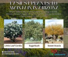 These plants are adapted to the arid climate of Arizona and can withstand the hot and dry conditions with minimal care. However, it's important to consider factors such as soil type, sunlight exposure, and water requirements when selecting plants for your specific garden.
Remember to provide proper watering, occasional pruning, and regular inspection for pests or diseases to ensure the health and longevity of your plants.

Contact us today for a FREE consultation!
480-219-0038
https://creativegreenaz.com/cgl-lp/
