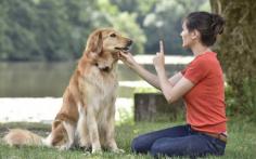 Dog Training in Chennai | Dog Training Service Near me	

Don't want your pet away from you? Our trainers will come to your home to train your pet. Book the best dog trainers in Chennai at Mrnmrspet.com. We offer the best home dog training and pet behaviour courses for dogs, including dog obedience classes, dog vocational training, dog guard training and puppy toilet training.

View Site:  https://www.mrnmrspet.com/dogs-training-in-chennai
