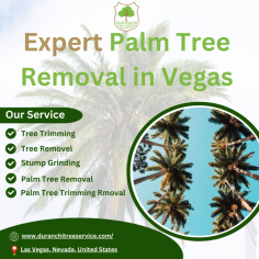 Trust Duranchi Tree Service for professional palm tree removal services in Las Vegas. Our skilled team utilizes industry-leading techniques and equipment to safely and efficiently remove palm trees of any size. Whether it's for aesthetics, safety, or landscape renovation, count on us for prompt and reliable service, ensuring your property remains beautiful and hazard-free. Contact us today for a consultation.

More Details - https://www.duranchitreeservice.com/palm-tree-removal-las-vegas