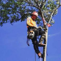Rangeview Tree Services is the right place for you if you are looking for the Best service for Tree Pruning in Ringwood. Visit them for more information. https://maps.app.goo.gl/kSKJcV7JhW3R2hyg7