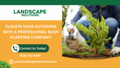 Embrace Nature Indoors with Our Bush Planting Service!

We are proud to provide a suitably comprehensive range of shrubs to suit your necessities, perfect for planting in diverse spots, soils, and locations. If you cannot figure out what you are seeking, our friendly bush planting company in Raleigh will be able to help source and deliver plants wherever you may be. Get in touch with Landscape Solutions!
