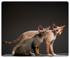 Get to Discover Your Perfect Devon Kitten Rex
visit here for more info: https://sadlerocdevons.com/