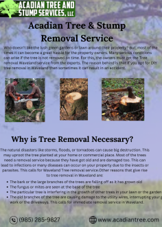 Tree Removal Picayune | Acadian Tree and Stump Removal Service

Acadian Tree and Stump Removal Service is a reliable company that provides tree removal services in the Picayune area. Our services include tree removal, stump grinding, and tree trimming. Our team of experienced professionals is trained to safely and efficiently remove trees from your property, ensuring that no damage is done to your surroundings. For more information about  Tree Removal Picayune, contact us at (985) 285-9827.