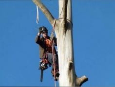 Tree Walkers is the right place for you if you are looking for the Best service for Tree Lopping in Devon Meadows. Visit them for more information. https://maps.app.goo.gl/gfnS8Vmtbe775GRt5
