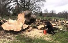 Get the Best Service for Tree Trimming in Beechwood at Complete Stump & Tree Removal Inc. Visit for more information- https://maps.app.goo.gl/gkSJgvHCG7Gj64bT9