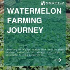 From our Watermelon fields to your table! Follow the journey of goodness as we carefully cultivate and harvest Watermelon, ensuring every step is filled with love and dedication. From farm to market, it’s a story of freshness, quality, and a touch of nature.

For More information : https://vashilaindustries.com/chicory/

#Watermelon #FarmToTable #FreshAndDelicious #vashila#roastedwatermelonfruit #watermelonfruit #foods #order #india #try #come #healthy #information #services #regarding #products #exportindustry #vashilaindustries #chicoryexport #chicoryindia #importexport #agro #chicory
