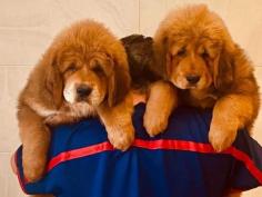 Tibetan Mastiff Puppies for Sale in Delhi	

Are you looking for healthy Tibetan Mastiff Puppies Breeders to bring into your home in Delhi? Mr n Mrs Pet offers a wide range of Tibetan Mastiff Puppies for Sale in Delhi at affordable prices. The prices of the puppies range from Rs 90,000 to over Rs 150,000, and the final price is determined based on the health and quality of the Tibetan Mastiff Puppies. You can select a Tibetan Mastiff Puppies based on photos, videos, and reviews to ensure you find the right fit for your home. For information on the prices of other pets in Delhi, please call us at 7597972222 or visit our website.

View Site: https://www.mrnmrspet.com/dogs/tibetan-mastiff-puppies-for-sale/delhi

