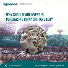 Invest in premium quality for bountiful yields and sustainable farming. Our logs guarantee robust growth and exceptional harvests, ensuring maximum returns on your investment. Join the journey towards agricultural excellence today!

See more: https://www.agrinoon.com/agriculture/chinese-shiitake-mushroom-logs/
