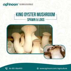 The company believes in offering quality products to the clients and the production process is elaborate and comprehensive. The spawns and logs that we offer to the clients are manufactured in the safest environment and the size of the products is customized according to the requirements of the clients.

See more: https://www.agrinoon.com/agriculture/oyster-mushroom-spawn/
