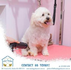My Doggy Daycare is the right place for you if you are looking for the Best service for Dog Washing in Gladesville. Visit them for more information. https://maps.app.goo.gl/VJyTasXqXw4VM5nv9