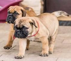 Are you looking for healthy Bullmastiff puppies to bring into your home in Delhi? Mr n Mrs Pet offers a wide range of Bullmastiff puppies for sale in Delhi at affordable prices. The prices of the puppies range from Rs 40,000 to over Rs 100000, and the final price is determined based on the health and quality of the Bullmastiff puppies. You can select a Bullmastiff puppy based on photos, videos, and reviews to ensure you find the right fit for your home. For information on the prices of other pets in Delhi, please call us at 7597972222 or visit our website mrnmrspet.com.

View Site: https://www.mrnmrspet.com/dogs/bullmastiff-puppies-for-sale/delhi
