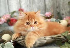 Persian Kitten in Ahmedabad	

Find Purebred Persian kittens in Ahmedabad for sale. Mr n Mrs Pet is an online Pet shop for Persian Cats in Ahmedabad. We connect India’s best breeders and provide healthy, purebred Persian Cats near you at the best prices from responsible cat breeders.

View Site: https://www.mrnmrspet.com/cat/persian-kitten-for-sale/ahmedabad
