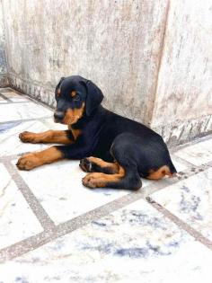 European Doberman Puppies

Are you looking for healthy European Doberman Puppies to bring into your home in Delhi? Mr n Mrs Pet offers a wide range of European Doberman Puppies for Sale in Delhi at affordable prices. The prices of the puppies range from Rs 90,000 to over Rs 200000, and the final price is determined based on the health and quality of the European Doberman Puppies. You can select a European Doberman Puppies based on photos, videos, and reviews to ensure you find the right fit for your home. For information on the prices of other pets in Delhi, please call us at 7597972222 or visit our website.

View Site: https://www.mrnmrspet.com/dogs/european-doberman-puppies-for-sale/delhi
