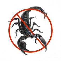 Book Scorpion Pest Control in Dubai | 99 AED 100% Guaranteed