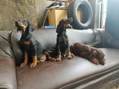 Doberman Pinscher Puppies for Sale in Delhi

Are you looking for healthy Doberman Pinscher Puppies to bring into your home in Delhi? Mr n Mrs Pet offer a wide range of Doberman Pinscher Puppies for Sale in Delhi at affordable prices. The prices of the puppies range from Rs 30,000 to over Rs 80,000 and the final price is determined based on the health and quality of the Doberman Pinscher Puppies. You can select a Doberman Pinscher Puppies based on photos, videos, and reviews to ensure you find the right fit for your home. For information on the prices of other pets in Delhi, please call us at 7597972222 or visit our website.

View Site: https://www.mrnmrspet.com/dogs/doberman-pinscher-puppies-for-sale/delhi