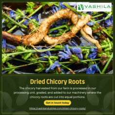 The chicory harvested from our farm is processed in our processing unit, graded, and added to our machinery where the chicory roots are cut into equal portions.

For More Details : https://vashilaindustries.com/dried-chicory-roots/

#driedchicory #chicorycubes #chicoryroots #chicoryproducts #foods #order #india #try #come #healthy #information #services #regarding #products #exportindustry #vashilaindustries #chicoryexport #chicoryindia #importexport #agro #chicory #agriculturalproducts

