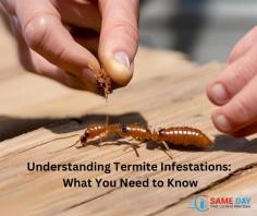Termites can cause extensive damage before you even realize they’re there. It’s crucial to understand the signs of a termite infestation to protect your home or office. Look for mud tubes, hollow-sounding wood, and discarded wings. At Same Day Pest Control, we offer comprehensive termite inspections and treatments. Visit https://samedaypestcontrolwerribee.com.au/ to know more.