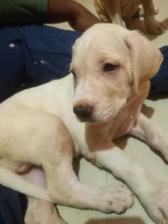 Bully Kutta Puppies for Sale in Ahmedabad	

Are you looking for a healthy and purebred Bully Kutta puppy to bring home in Ahmedabad? Mr n Mrs Pet offers a wide range of Bully Kutta Puppies for Sale in Ahmedabad at affordable prices. The price of KCI Bully Kutta Puppies we have ranges from ₹35,000 to ₹100,000, and the final price is determined based on the health and quality of the puppy. You can select a Bully Kutta puppy based on photos, videos, and reviews to ensure you get the perfect puppy for your home. For information on prices of other pets in Ahmedabad, please call us at 7597972222.

View Site: https://www.mrnmrspet.com/dogs/bully-kutta-puppies-for-sale/ahmedabad
