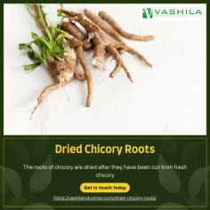 The roots of chicory are dried after they have been cut from fresh chicory

For More Details : https://vashilaindustries.com/dried-chicory-roots/

#roastedchicory #driedchicory #chicorycubes #chicoryroots #chicoryproducts #foods #order #india #try #come #healthy #information #services #regarding #products #exportindustry #vashilaindustries #chicoryexport #chicoryindia #importexport #agro #chicory #agriculturalproducts