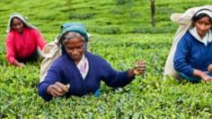  Find the core of Sri Lanka's tea country by a Nuwara Eliya tea tour. This serene hill station with awe-inspiring tea estates provides a fascinating chance to discover the internationally acclaimed Ceylon tea sector. See the tea-making subtleties from plucking, interact with pickers, and finish the experience by drinking the best brews amidst breathtaking landscapes. The ultimate experience for tea lovers. 
https://srilankaecotour.com/activitie/visit-a-tea-empire-in-nuwara-eliya/
