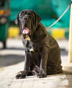 Neapolitan Mastiff Breeders in Nagpur: Mr n Mrs Pet offers a wide range of Neapolitan Mastiff puppies for sale in Nagpur, which are available at affordable prices. The final price is determined based on the health and quality of the Neapolitan Mastiff puppies. Find healthy and purebred puppies from our responsible breeders who prioritize the health and quality of the Neapolitan Mastiff. All our Neapolitan Mastiff puppies are provided by KCI-registered breeders. For price information on other pets in Nagpur, please call us at 7597972222 or visit our website.

Visit Site: https://www.mrnmrspet.com/dogs/neapolitan-mastiff-puppies-for-sale/nagpur