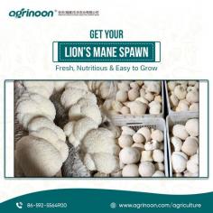 At Agrinoon, we are dedicated to delivering top-quality with each mushroom log, grown in environmentally friendly conditions. Not only do you get to savor a distinct culinary treat, but you also benefit from potential health perks.


See more: https://www.agrinoon.com/agriculture/product/shiitake-mushroom-spawn-mushroom-logs/