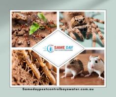 Say goodbye to pests and hello to a pest-free home with Same Day Pest Control Bayswater! Our expert team provides quick, efficient, and eco-friendly pest control solutions tailored to your needs. Whether it's ants, spiders, rodents, or termites, we've got you covered. 
Why Choose Us?
*Same day service
*Experienced and certified technicians
*Safe for your family and pets
*Competitive pricing
Visit our website to learn more and book your service today: https://samedaypestcontrolbayswater.com.au