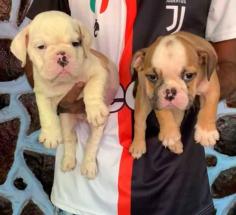 British Bulldog Puppies for Sale in Delhi	

Are you in search of healthy and beautiful British Bulldog Puppies to bring home in Delhi? Mr n Mrs Pet offers a wide range of British Bulldog Puppies for Sale in Delhi at affordable prices. The price of our puppies ranges from Rs 50,000 to over Rs 150,000, and the final price is determined based on the health and quality of the British Bulldog Puppies. We ensure that the selection of British Bulldog Puppies photos, videos, and reviews is based on their quality. If you have any queries regarding pet prices in Delhi, please call us at 7597972222 or visit our website mrnmrspet.com.

View Site: https://www.mrnmrspet.com/dogs/british-bulldog-puppies-for-sale/delhi

