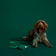 Choose our green dog collar at The Furry Nomad for a blend of styles that is perfect for everyday wear. It offers both comfort and a pop of color. Buy now!