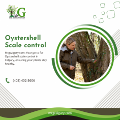 Learn about Oystershell Scale control strategies on Mr. G Calgary.


Need comprehensive Oystershell Scale control solutions? Mr. G Calgary specializes in combating oystershell scale with targeted treatments that ensure long-term protection and health for your trees and shrubs.