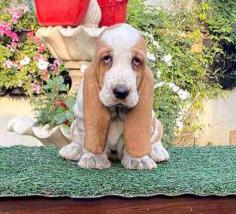 Basset Hound Puppies for Sale in Madurai

Are you looking for Basset Hound Puppies breeders to bring into your home in Madurai? Mr n Mrs Pet offers a wide range of Basset Hound Puppies for sale in Madurai at affordable prices. The final price is determined based on the health and quality of the Basset Hound Puppies. You can select a Basset Hound Puppies based on photos, videos, and reviews to ensure you find the right pet for your home. For information on the prices of other pets in Madurai, please call us at 7597972222.

Visit Site:  https://www.mrnmrspet.com/dogs/basset-hound-puppies-for-sale/madurai