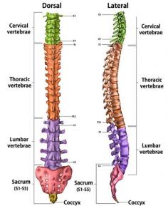 Ayurveda Spondylosis Treatment In Pune at Shree Ayurved & Panchakarma Hospital, you will be entirely well.