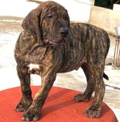 Presa Canario Puppies for Sale in Chandigarh	

Are you looking for a healthy and purebred Presa Canario puppy to bring home in Chandigarh? Mr n Mrs Pet offers a wide range of Presa Canario Puppies for Sale in Chandigarh at affordable prices. The price of Presa Canario Puppies we have ranges from ₹50,000 to ₹1,60,000 and the final price is determined based on the health and quality of the puppy. You can select a Presa Canario puppy based on photos, videos, and reviews to ensure you get the perfect puppy for your home. For information on prices of other pets in Chandigarh, please call us at 7597972222.

View Site: https://www.mrnmrspet.com/dogs/presa-canario-puppies-for-sale/chandigarh